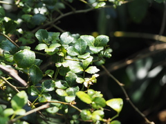 Eleutherococcus trifoliatus setosus