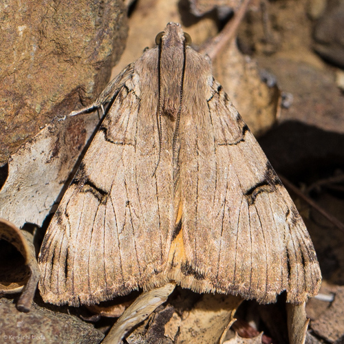 Drasteria ochracea photo 2