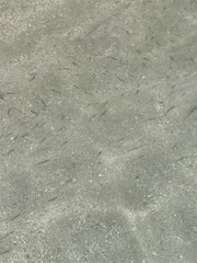 Poecilia reticulata