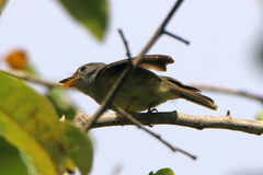 Microeca griseoceps