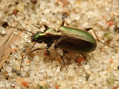 Agonum marginatum
