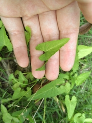 Ipomoea aquatica