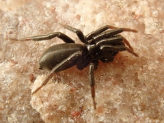 Drassyllus
