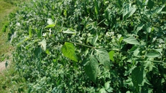 Solanum scabrum
