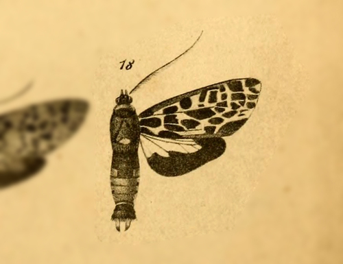 Eucereon lutulentum
