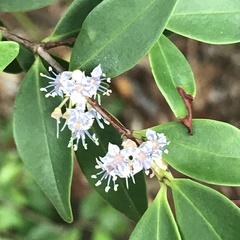 Memecylon pauciflorum