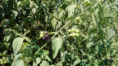 Solanum scabrum