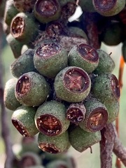 Eucalyptus radiata radiata