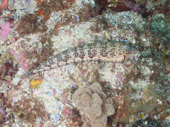 Parapercis stricticeps