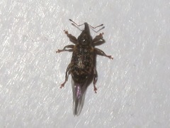 Dorytomus taeniatus