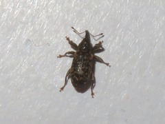 Dorytomus taeniatus