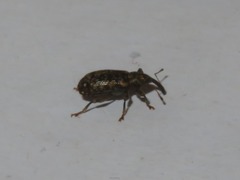 Dorytomus taeniatus