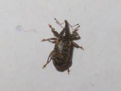 Dorytomus taeniatus