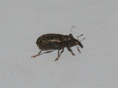 Dorytomus taeniatus