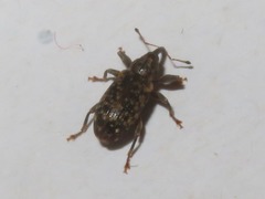 Dorytomus taeniatus