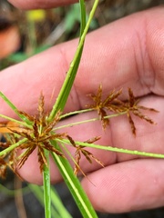Cyperus sphacelatus