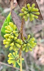 Eucalyptus radiata radiata
