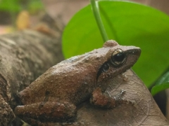 Pseudophilautus wynaadensis