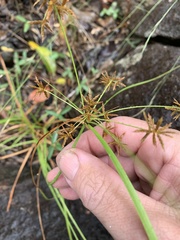 Cyperus sphacelatus