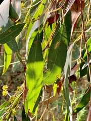 Eucalyptus radiata radiata