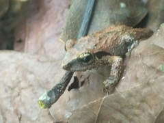 Pseudophilautus wynaadensis