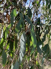 Eucalyptus radiata radiata