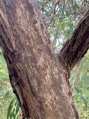 Eucalyptus radiata radiata