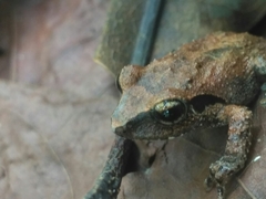 Pseudophilautus wynaadensis