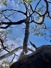 Eucalyptus radiata radiata