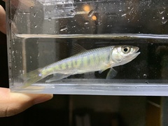 Opsariichthys evolans