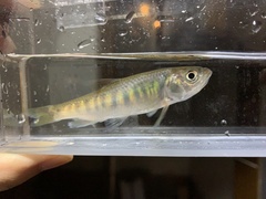 Opsariichthys evolans