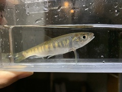 Opsariichthys evolans