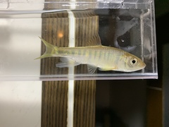 Opsariichthys evolans