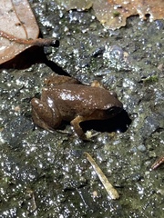 Austrochaperina robusta