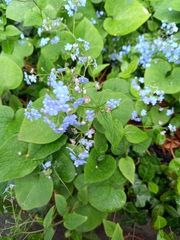 Brunnera macrophylla