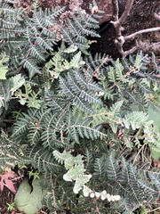 Cheilanthes eckloniana