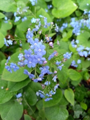 Brunnera macrophylla