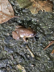 Austrochaperina robusta