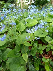 Brunnera macrophylla