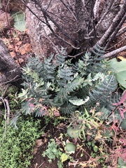 Cheilanthes eckloniana