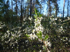 Prunus spinosa dasyphylla