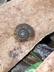 Austrochloritis metuenda