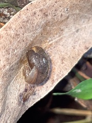 Austrochloritis metuenda