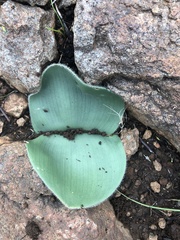 Haemanthus humilis