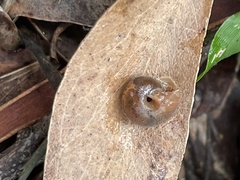 Austrochloritis metuenda