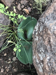 Haemanthus humilis