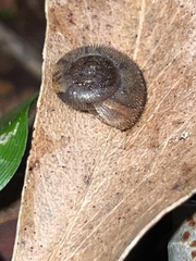 Austrochloritis metuenda