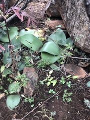 Haemanthus humilis