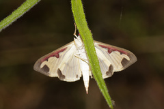 Cadarena pudoraria