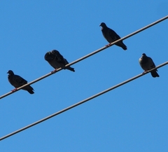 Columba livia domestica